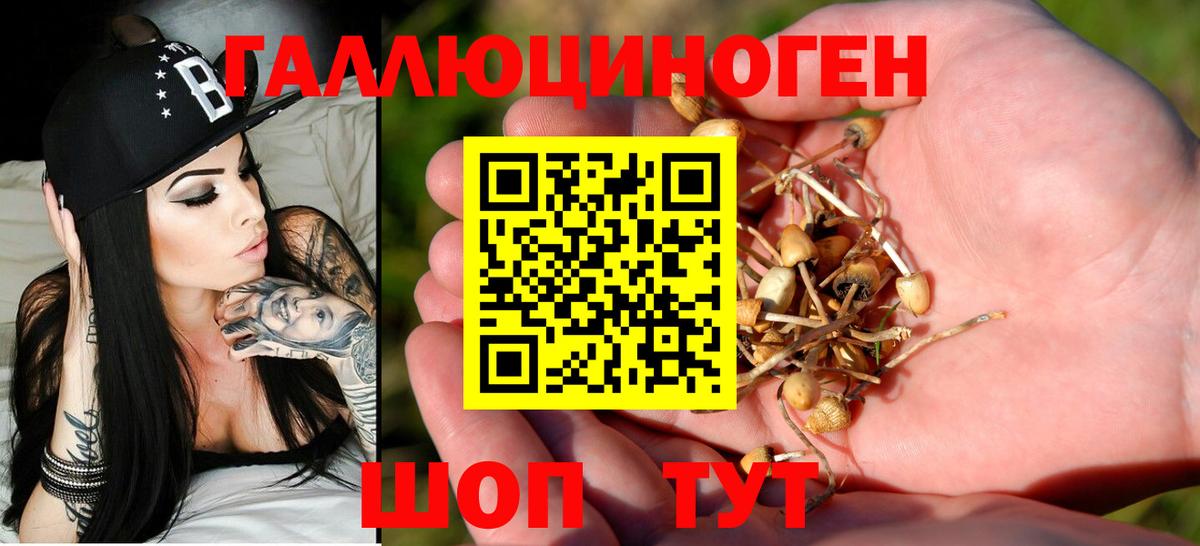 Галлюциногенные грибы Psilocybe Топки